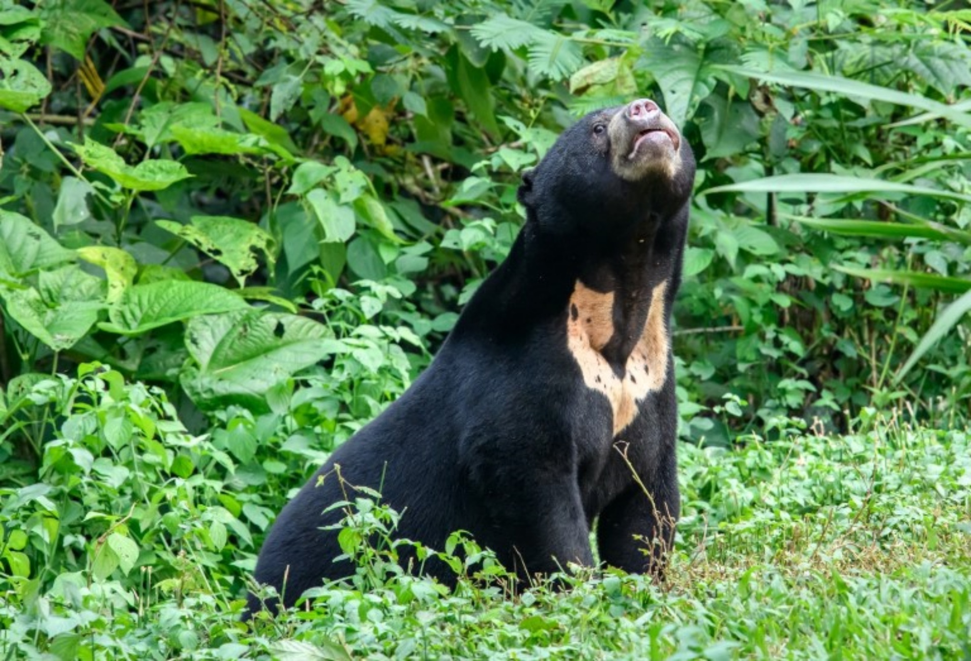 orso nero