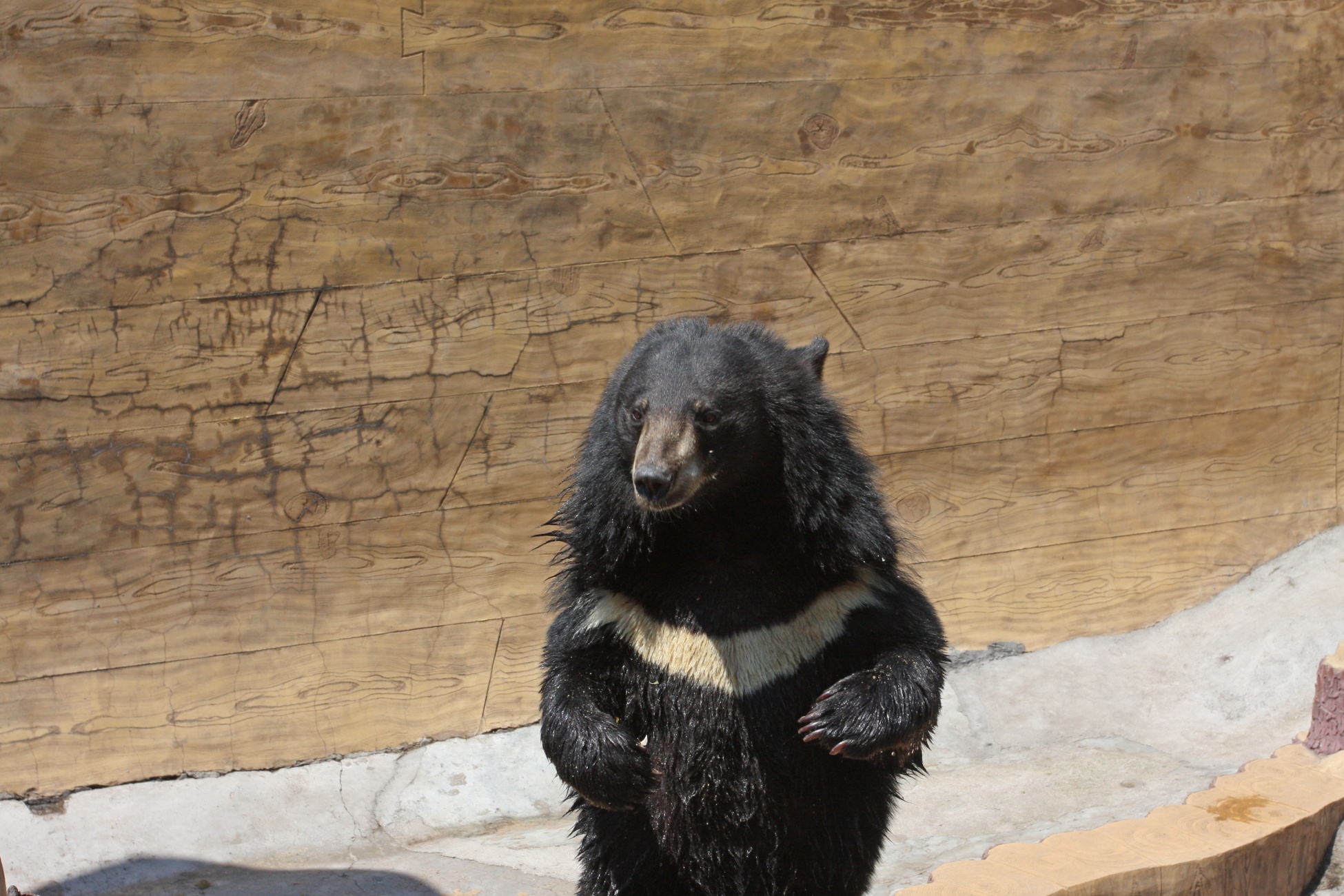 orso nero asiatico