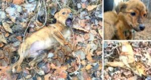 Cagnolino cade in una trappola in un bosco e non smette di disperarsi: le sue condizioni sono gravi