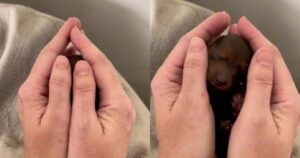Cucciolo di Bassotto è minuscolo, tanto piccolo da stare in una mano (VIDEO)