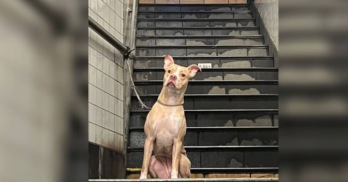 Cane alla fermata della metropolitana