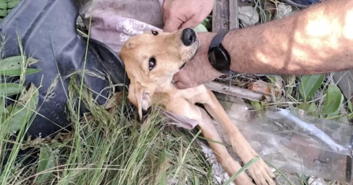 Cane viene tirato fuori dalla spazzatura