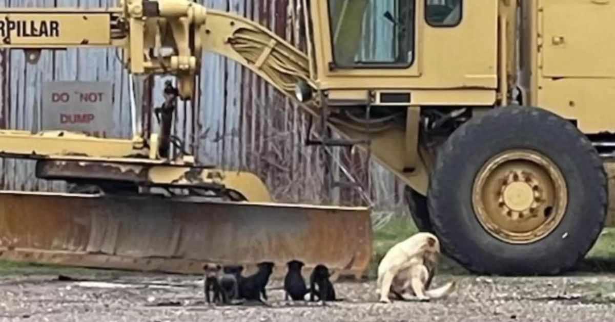 Famigliola di cani