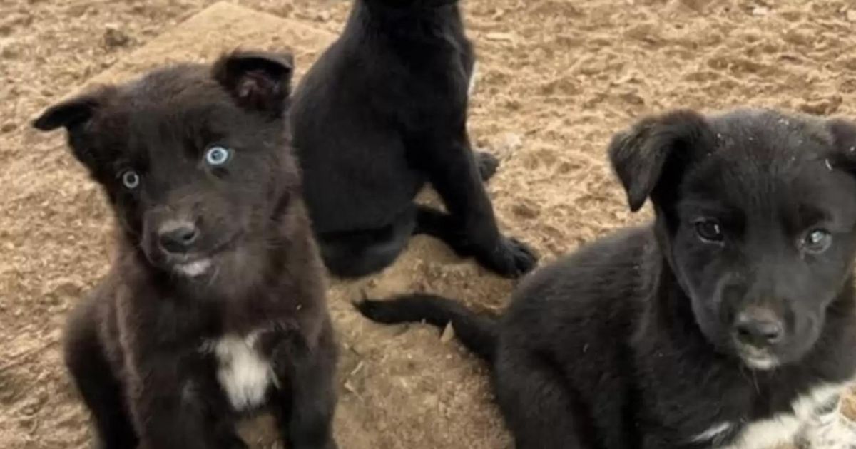 Cagnolini dal pelo nero