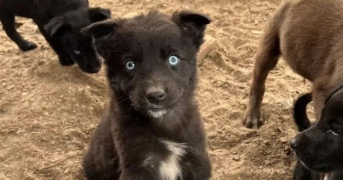 Cagnolino dal manto nero