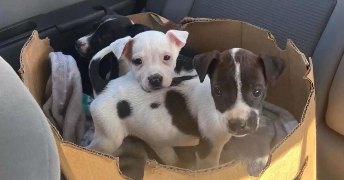 Cuccioli dentro la scatola