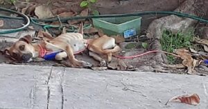 Sedia A Rotelle Per Cane - Carrello Zampe Posteriori Regolabile, Giallo Fluorescente, Per Cani Disabili O Con Problemi Di Mobilità