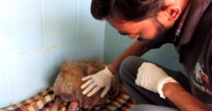 Storia di una seconda possibilità: ecco la trasformazione di una cagnolina morente (VIDEO)