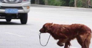 Golden Retriever abbandonato viene investito da un auto: cercava di raggiungere il suo ex padrone (VIDEO)