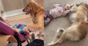 L’amicizia tra una bambina disabile e un Golden Retriever diventa virale nel web (VIDEO)