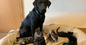 Labrador si prende cura di sette gattini rimasti senza madre e portati in rifugio