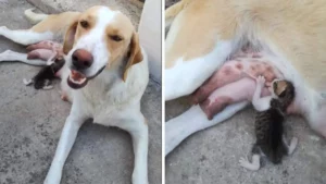 Un legame sorprendente: Quando una cagnolina diventa la mamma di un gattino abbandonato (VIDEO)