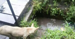 Cagnolina randagia è disperata per i cuccioli in pericolo e quasi “chiede aiuto” ai passanti