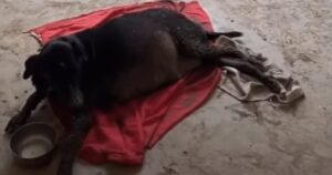 Cagnolina incinta viene tirata fuori da un canale, muore tragicamente dopo il parto. I cuccioli salvi per miracolo (VIDEO)