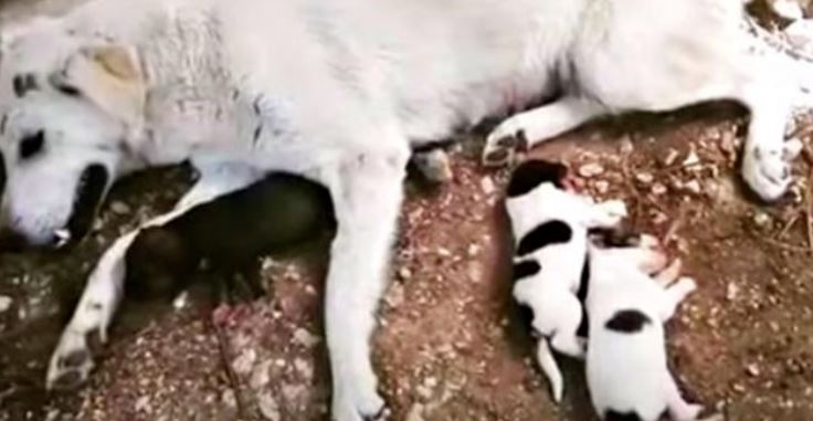 cagnolina cuccioli incidente