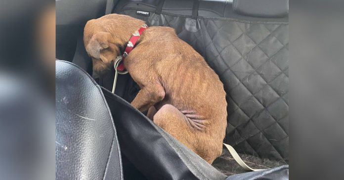 cagnolina clementine timida