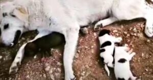 Cagnolina incinta lotta per salvare i suoi cuccioli dopo essere stata investita