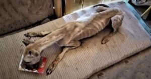 Era così affamata che “non ha smesso di mangiare per un giorno”, cagnolina scheletrica viene salvata (VIDEO)
