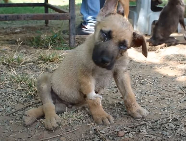 cucciolo guddu india