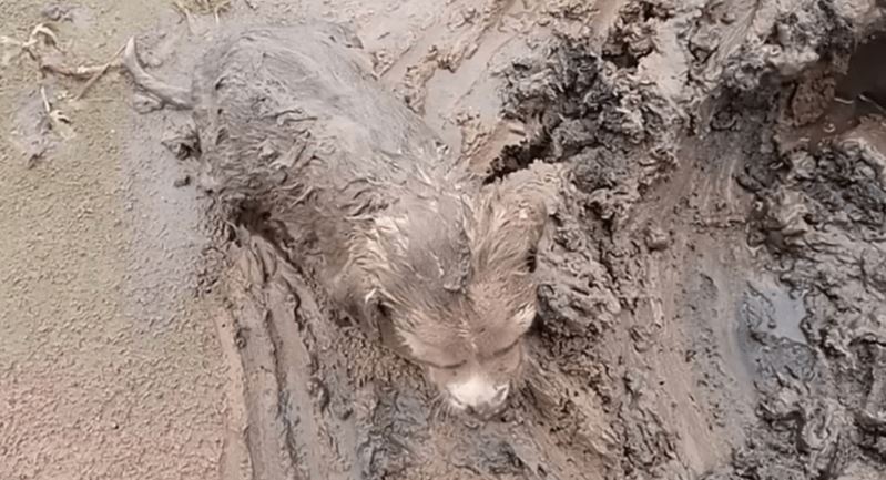 cagnolino nella palude