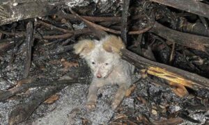 Il cucciolo sporco e tanto spaventato, poi per fortuna il salvataggio e la rinascita (VIDEO)