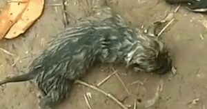 Tira fuori dall’acqua un cucciolo annegato e lo riporta in vita, l’eroico salvataggio (VIDEO)