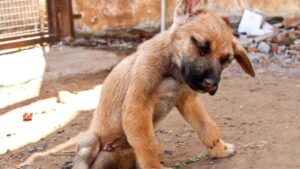 Cucciolo con danni neurologici viveva per strada, poi qualcuno lo ha notato e salvato (VIDEO)