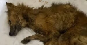 Cagnolino immobile e infreddolito, viene salvato a un passo dalla morte (VIDEO)