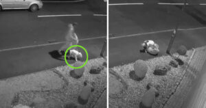 Cagnolino abbandonato rincorre l’auto del suo ex padrone: finalmente ora ha trovato la felicità (VIDEO)