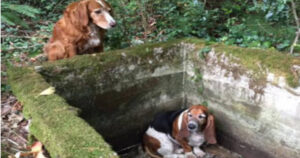 Un cagnolino è rimasto accanto al suo migliore amico in pericolo per una settimana: era in attesa dei soccorsi