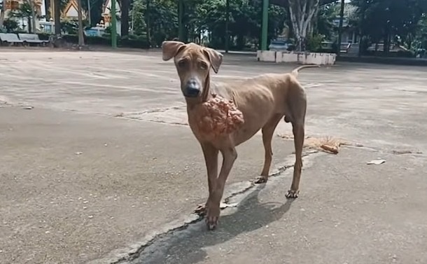 cane randagio tumore
