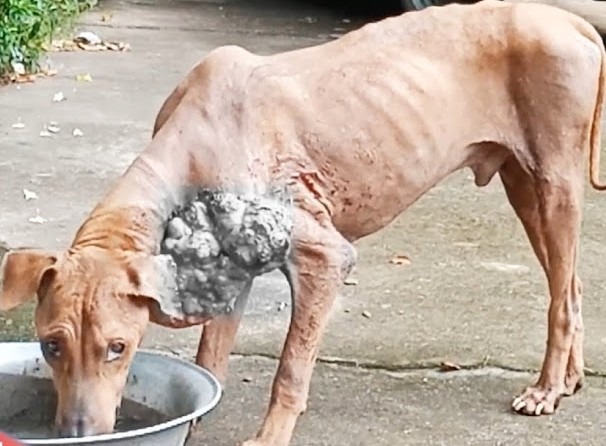 cane randagio tumore