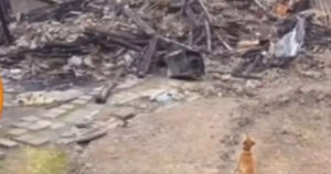 Cagnolino inizia lo sciopero della fame perché crede di aver perso il padrone in un incendio (VIDEO)