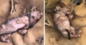 Cagnolina abbandonata con la scabbia trova la salvezza e una lenta guarigione (VIDEO)