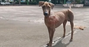 Cagnolino randagio ha un grosso tumore visibile ma si riprende miracolosamente