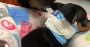 Cucciolo di poche settimane calpestato dal padrone viene salvato in tempo (VIDEO)