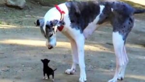 Cucciolo appena arrivato al rifugio cerca di fare amicizia con i cani più grossi in modo “turbolento” (VIDEO)