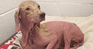 Salva una cagnolina nel deserto con la pelle molto rovinata, un anno dopo la trasformazione (VIDEO)