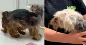 Cagnolino traumatizzato e ridotto in pessime condizioni viene soccorso, la trasformazione è sorprendente (VIDEO)