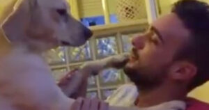 Labrador viene rimproverato e chiede dolcemente “perdono” al suo padrone (VIDEO)