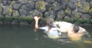 Cagnolino stava per annegare in un canale ghiacciato: il video del coraggioso salvataggio (VIDEO)