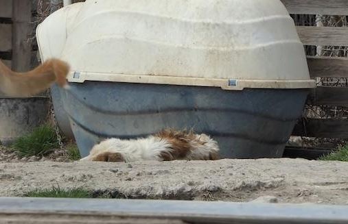 cagnolina grecia canile