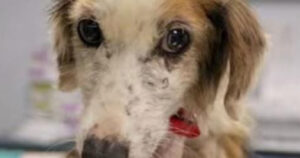 Cagnolina salvata da un “canile degli orrori”, non aveva mai conosciuto le cure di una persona (VIDEO)
