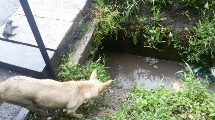 cagnolina disperata