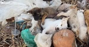Si recano in una discarica per salvare un cane: volontari scoprono un sito di animali abbandonati (VIDEO)