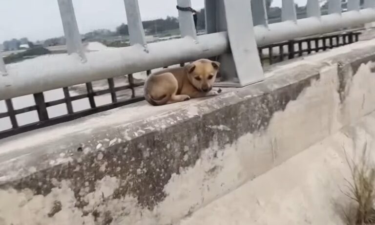 cagnolino incatenato