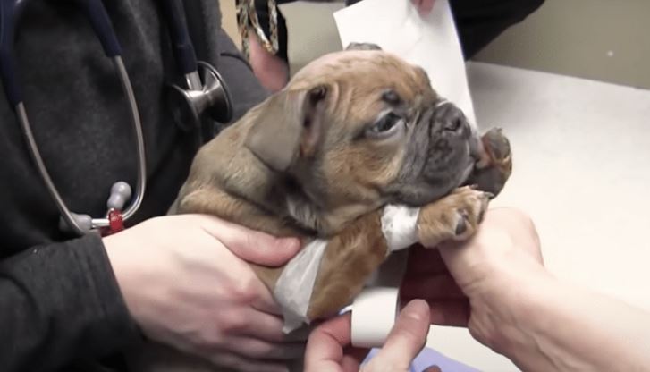 cagnolino paralitico