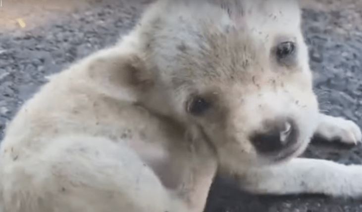 cucciolo abbandonato con le pulci