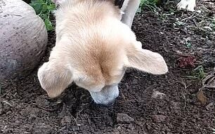 cagnolina cucciolo morto