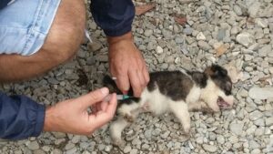Cucciolo scaraventato oltre una recinzione era a un passo dalla morte, per fortuna il soccorso tempestivo (VIDEO)